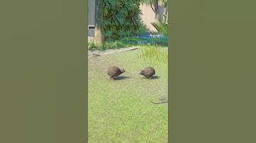 Starter Zoo | Brown Kiwi Habitat | Speed Build in Franchise Mode Planet Zoo