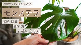 モンステラ Youtube