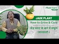 Jade plant  how to grow  care i simple jade care tips i        i