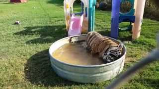 Tiger Cub Tumble