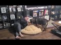 Our dog's 1st look at the giant donut dog bed