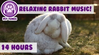 How To Relax my Rabbit! Calming Music For Your Bunny! Your Rabbit Will Sleep Peaceful! 14 Hours!
