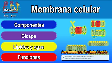 ¿Cuál es la función de la membrana interna de la mitocondria?