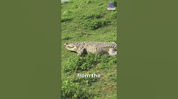 Saltwater Crocodiles : Apex Predators of the Estuaries