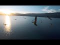 I flew with birds with my fpv drone  my year 2019