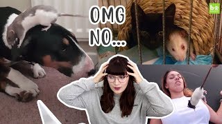 Reacting to VIRAL rat videos