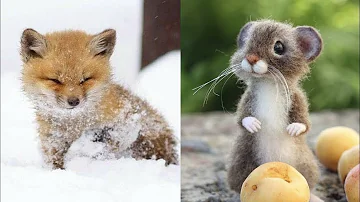 おもしろくてかわいいどうぶつ おもしろくてかわいいどうぶつ
