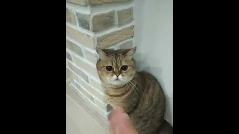 FUNNY CAT  VIDEO 📹 😆 🤣 😂 😹 😆