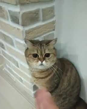 FUNNY CAT  VIDEO 📹 😆 🤣 😂 😹 😆