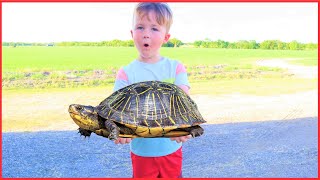 We found a turtle | Playing on the farm with tractors for kids