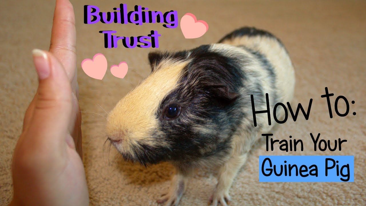 How to Train your Guinea Pig Building Trust in 3 Simple Steps YouTube