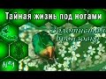 Тайная жизнь по ногами. Золотистая бронзовка. Cetonia aurata