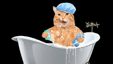 Video 10938571: bathtub cat, bathtub water, cat falls, curious cat, cats hate water