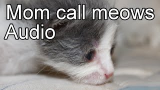 Kitten meows sound effect. Black screen. Newborn cat calling mom.