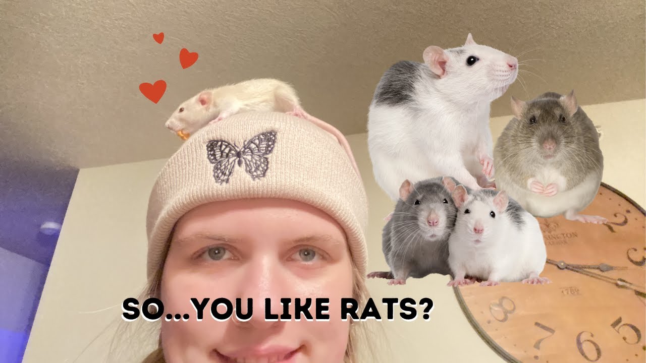MEET MY RATS!! (Vlog #1) - YouTube