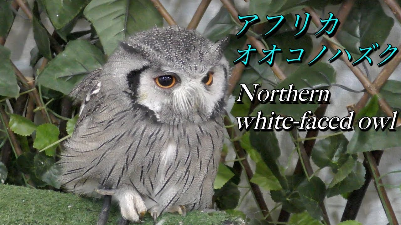 フクロウ アフリカオオコノハズクの生態 超小型のフクロウ Northern White Faced Owl Youtube