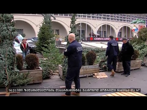 წიწვოვანი ნარგავების უკანონო მოპოვება