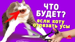 Что будет если КОТУ ОТРЕЗАТЬ УСЫ?