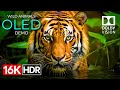 Wild Animals OLED Demo HDR 16K Ultra HD Dolby Vision邃 60fps Wild Animals OLED Demo HDR 16K Ultra HD Dolby Vision邃 60fps