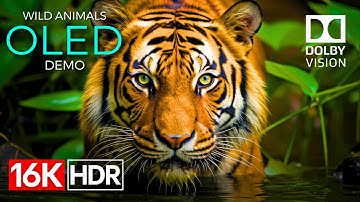 Wild Animals OLED Demo HDR 16K Ultra HD Dolby Vision™ 60fps
