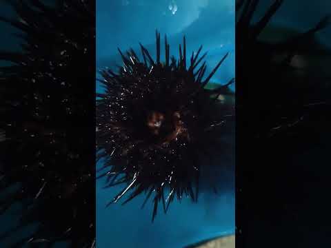 سبحان الله في عظمة خلقه قنفذ البحر