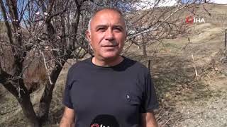 Yozgatta Erken Bahar: Badem Ağaçları Çiçek Açtı, Üreticiler Endişeli Resimi