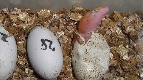 Leopard gecko emerging from egg! 30sec time lapse