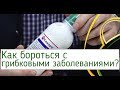 Фунгицид Квадрис (Как бороться с грибковыми заболеваниями) | Agrolife.ua рекомендует