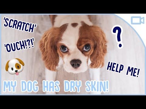 כיצד לטפל עור יבש על כלבים!