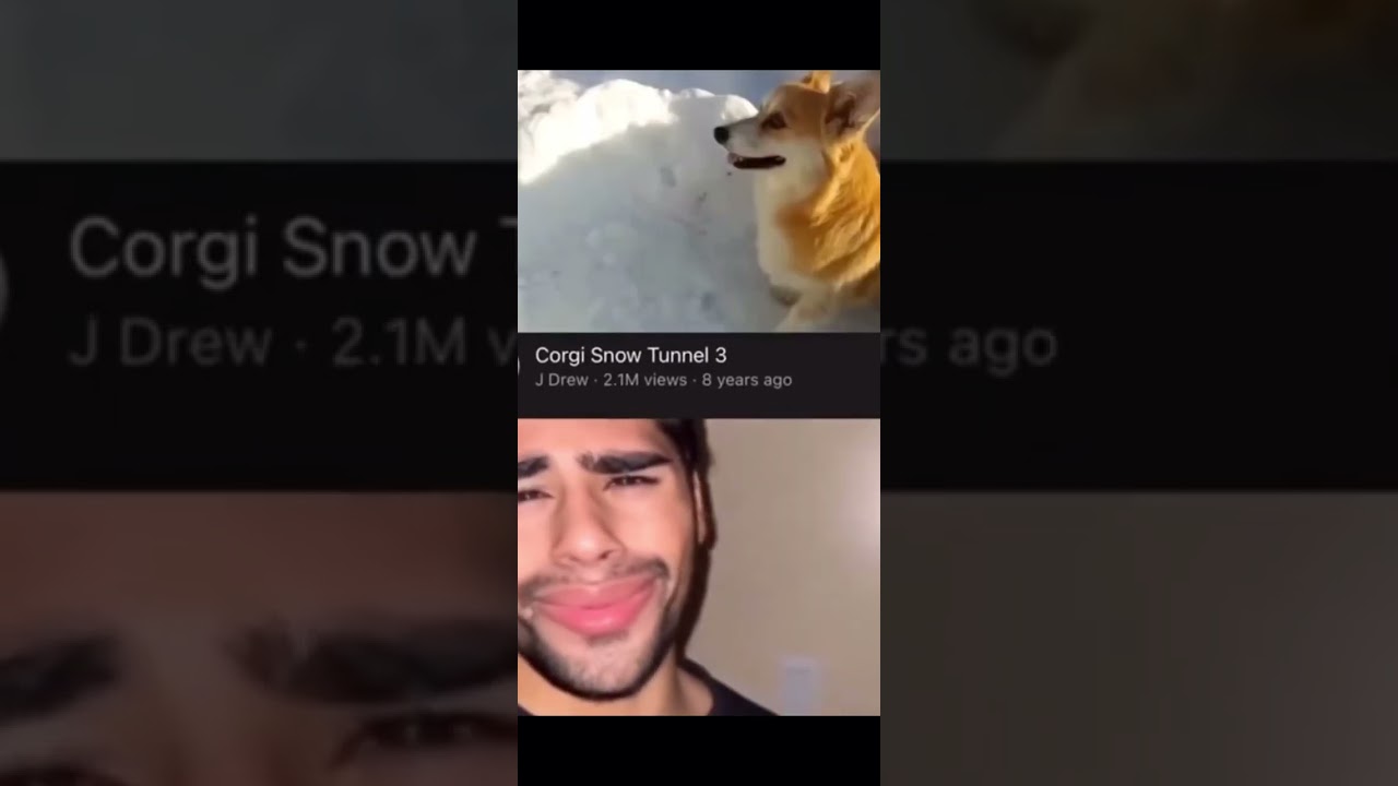 Corgi snow tunnel 😓 