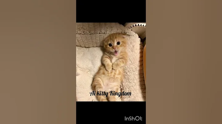 Watch the video about A ginger persian cat singing sigma boys song😻😽#ai #cat #sigmaboy #song #shorts #fyp #viralshorts