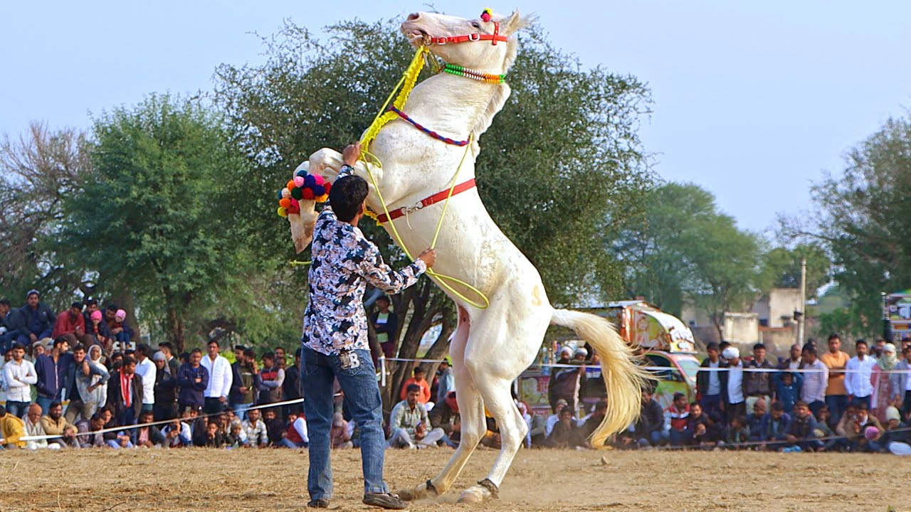Rajasthani Marwadi Horse Dance | New Horse Dance 2024 | 