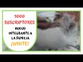 ESPECIAL 1000 SUSCRIPTORES 😱 | ¡NUEVO INTEGRANTE A LA FAMILIA! 🐰