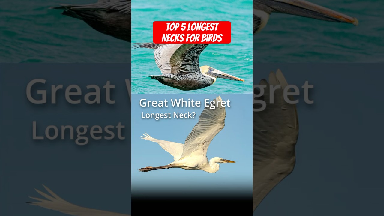 Top 5 Water Birds with Necks That Could Win a Stretching Contest! 