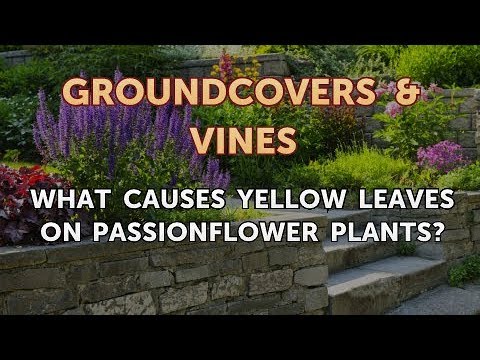 Video: Yellow Passion vine Leaves - Reasons for Passion Flower Leaves Going Yellow