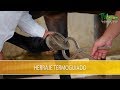 Herraje Equino Termoguiado- TvAgro por Juan Gonzalo Angel Restrepo