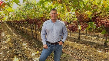 California Table Grape Harvest Continues