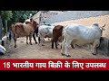 Super Quality 🌹🌹🌹15 Indian Breed Cow available for sale near Hisar,Haryana