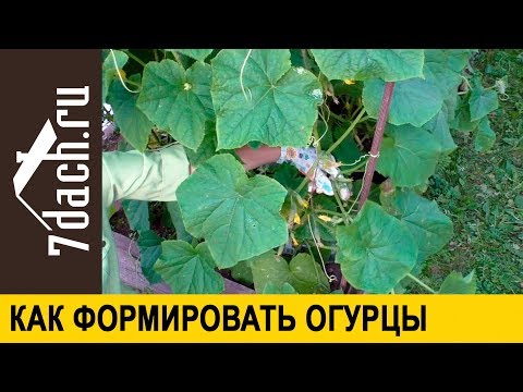 🥒 Формировка огурцов для хорошего урожая: когда это делать нужно, а когда не обязательно - 7 дач