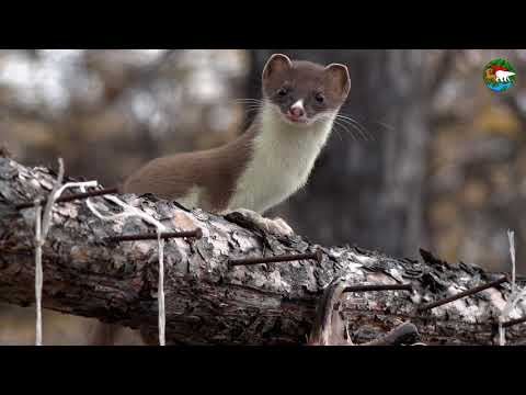 Воришка горностай. Плато Путорана. Сибирь / Stoat, the Little Thief. Siberia