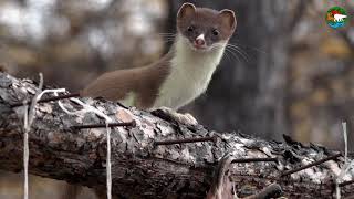 Воришка горностай. Плато Путорана. Сибирь / Stoat, the Little Thief. Siberia