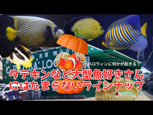 関西最大級のアクアリウムショップで秋の熱帯魚飼育応援キャンペーン 