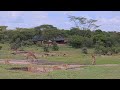 live African animals Zebra Giraffe Impalas #nature #wildlife 