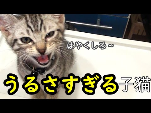 ごはんにうるさい子猫