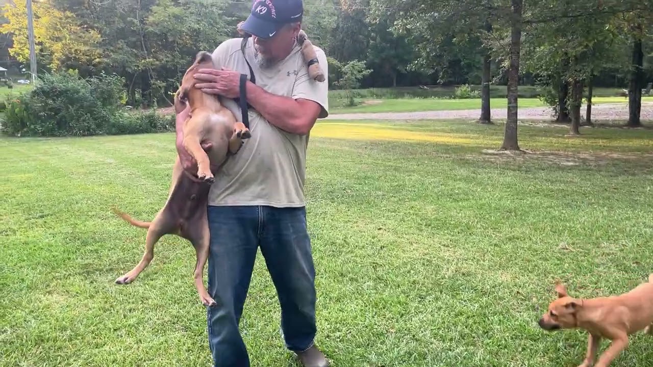 Robinson bred Sorrells’ bloodline of APBTs: 2 males available