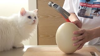 I got cats a gigantic ostrich egg! (ENG SUB)