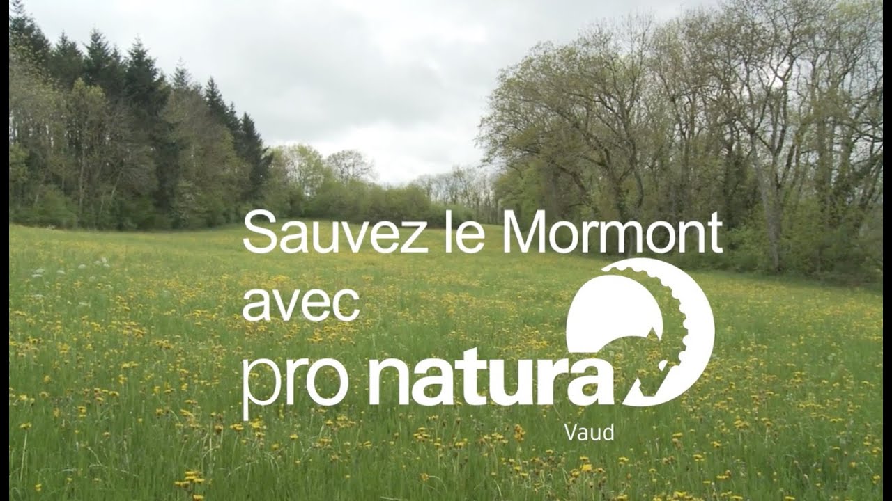 Sauver la colline du Mormont - YouTube