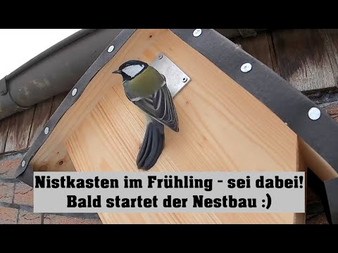 Heide Sleeping Great Tit February 2026 live cam preview