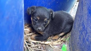 Abandoned puppies are starving to death, hiding in the middle of the trash cans, so pathetic