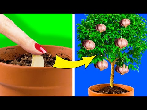 Vídeo: Com Cultivar Una Planta